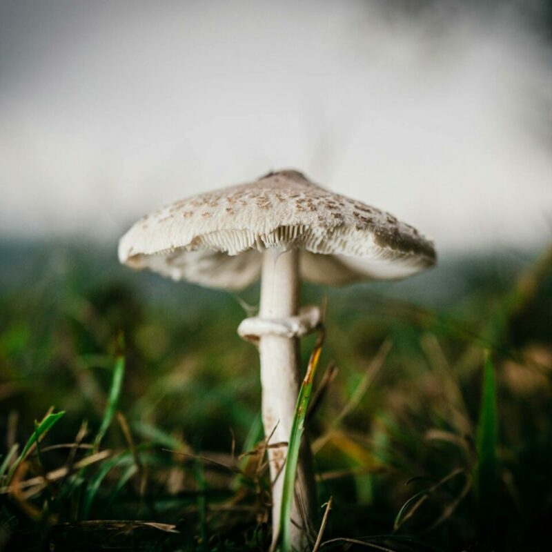 White Monster | Shroom Shop Canada