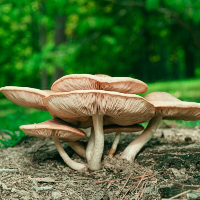 Big Daddy Mushroom | Shroom Shop Canada