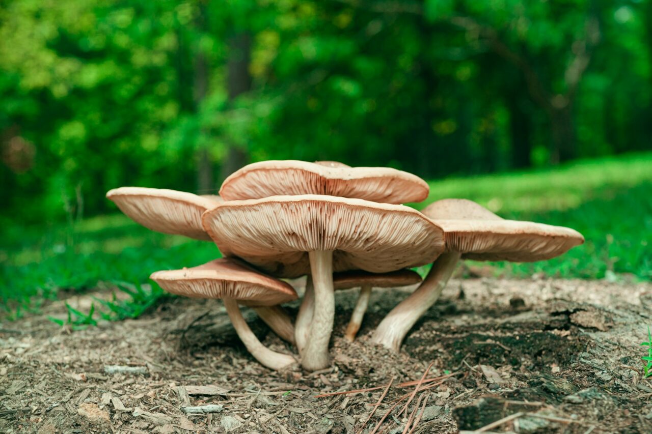 I’ve tasted the Big Daddy Mushroom during a hiking trip—would definitely recommend, it’s a 10/10!