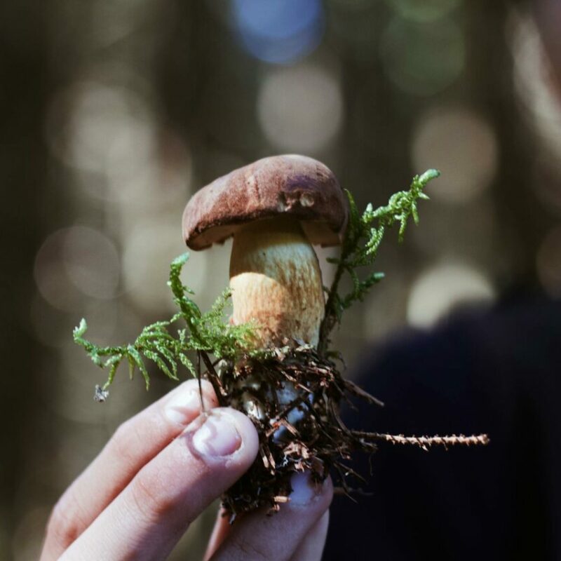 Buy Shrooms | Shroom Shop Canada