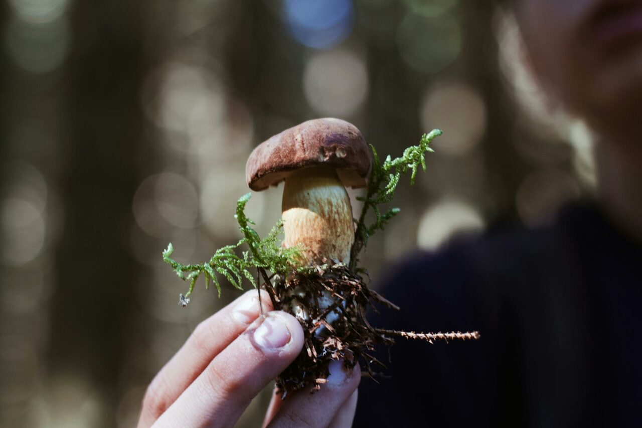 Purchase Psychedelic Mushrooms Online? A Retiree Regrets Not Using Psilocybin 45 Years Earlier