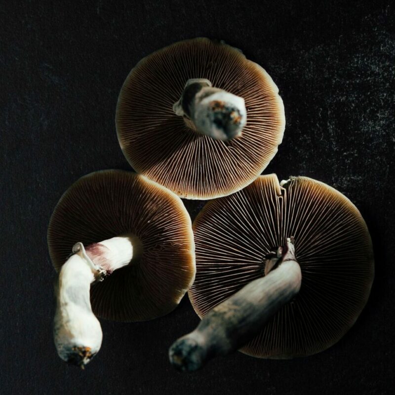 Magic Mushroom Canada | Shroom Shop Canada