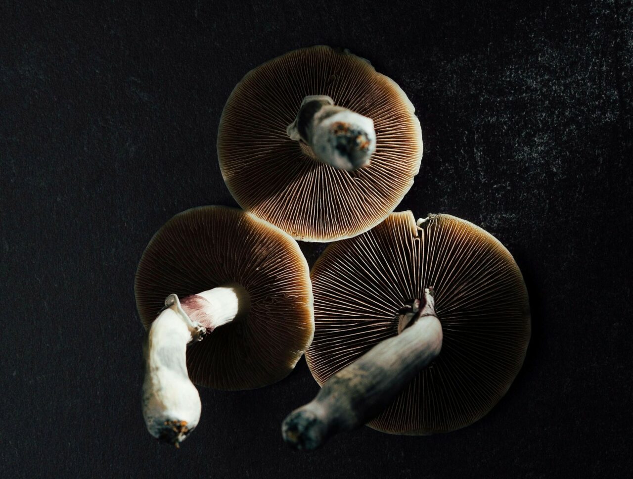Canada’s Magic Mushroom – Specialists Clarify Why Natural Psilocybin Impacts More than its Lab-Created Counterpart