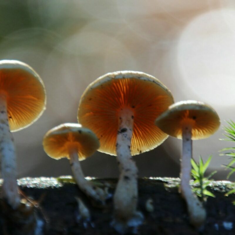 Magic Mushroom Delivery | Shroom Shop Canada