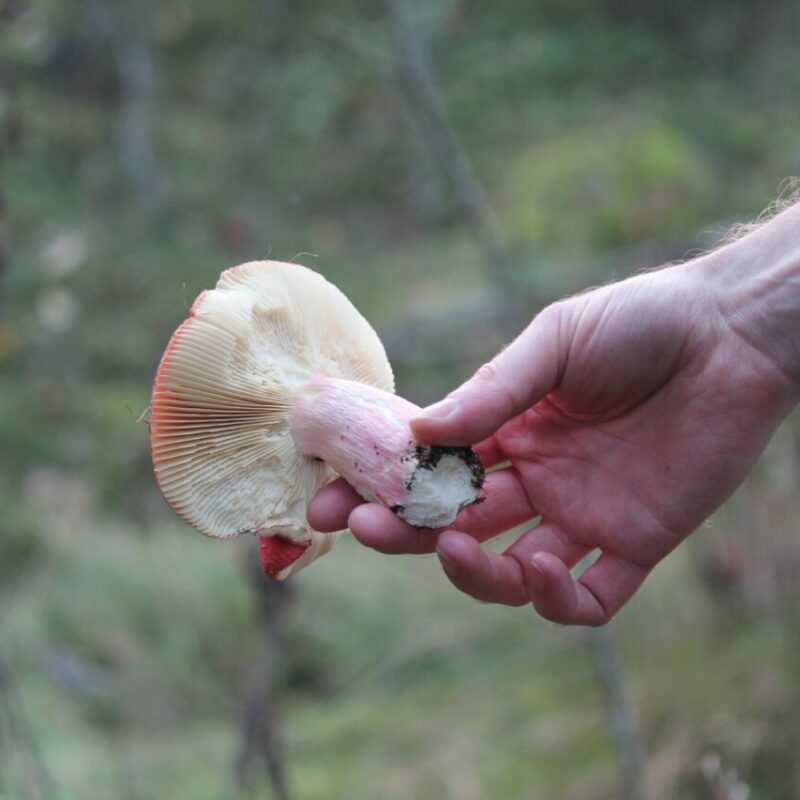 | Shroom Shop Canada Magic Mushroom Delivery | Shroom Shop Canada