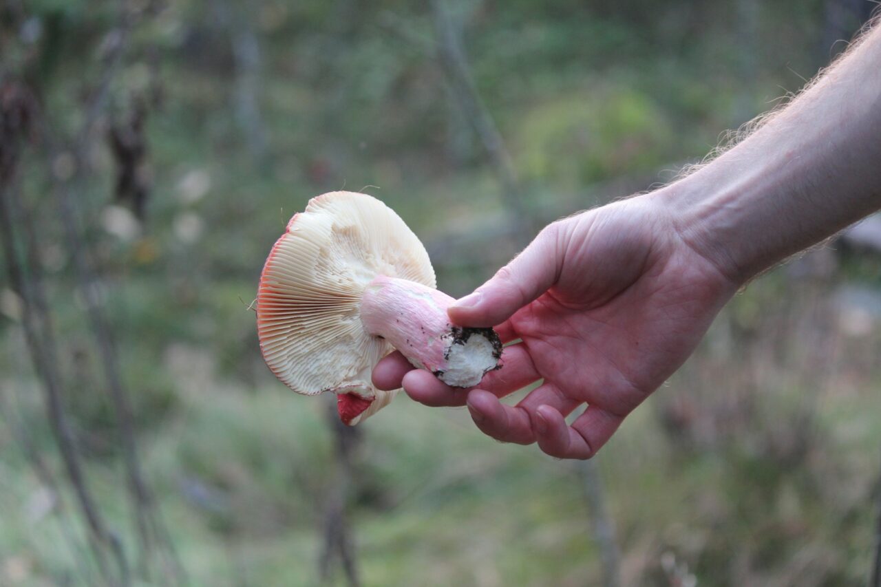 <div>
  <h1>Magic Mushrooms Aid in the Recovery of Paralyzed Mountain Athletes</h1>
  <p>
    Our unique blend of magic mushrooms has been scientifically shown to help restore functionality and mobility in mountain athletes who have experienced paralysis.
  </p>
  <a href=