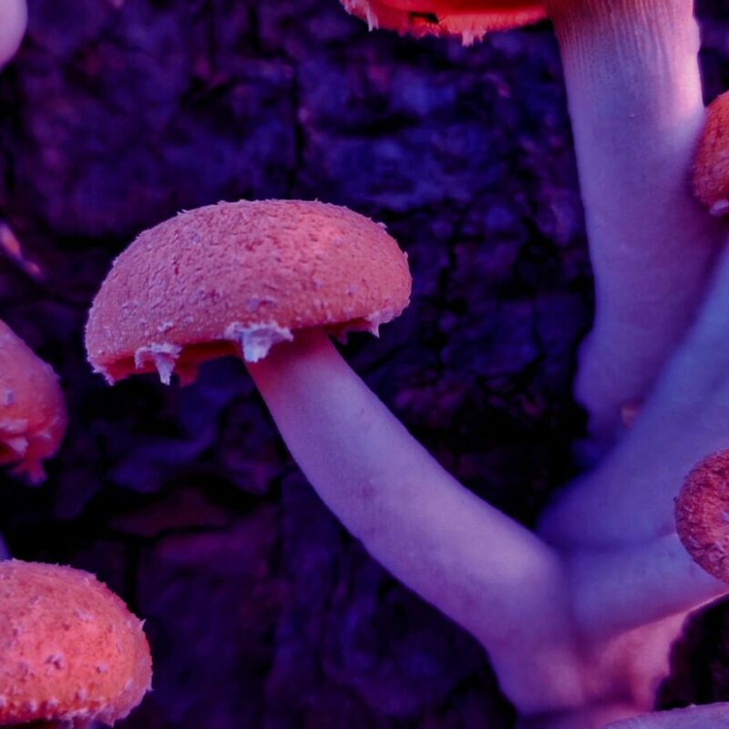 Mushroom Dispensary | Shroom Shop Canada