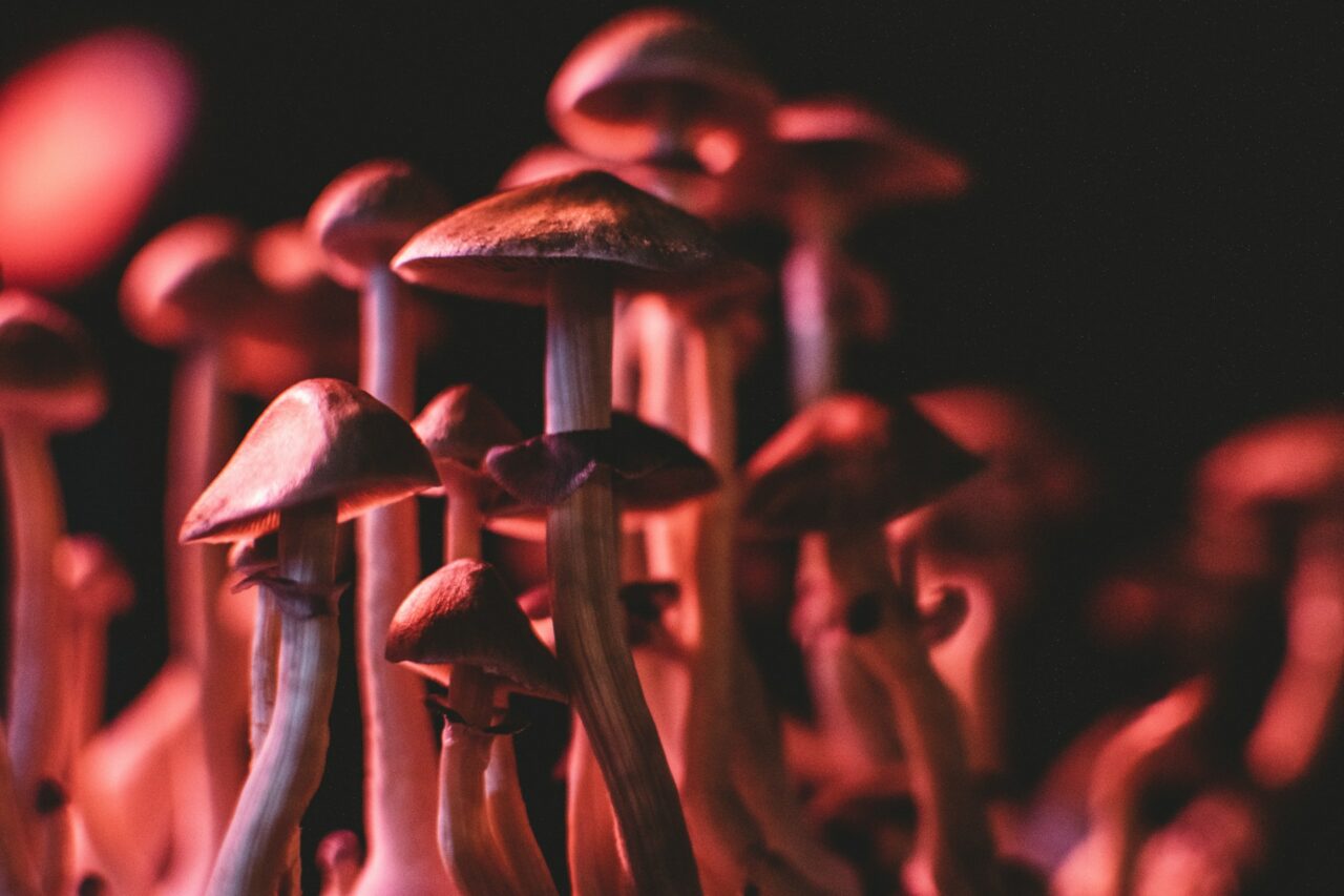 Does Psilocybin Mushrooms in Canada have the Potential to Rectify Serotonin Levels in Anorexia? Here’s What the Studies Indicate