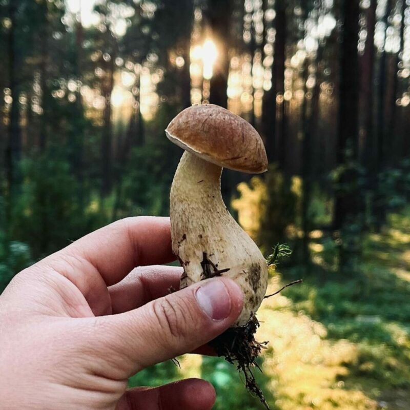 Shrooms Delivery Canada | Shroom Shop Canada