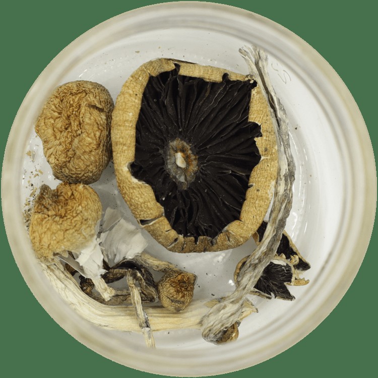  | Shroom Shop Canada