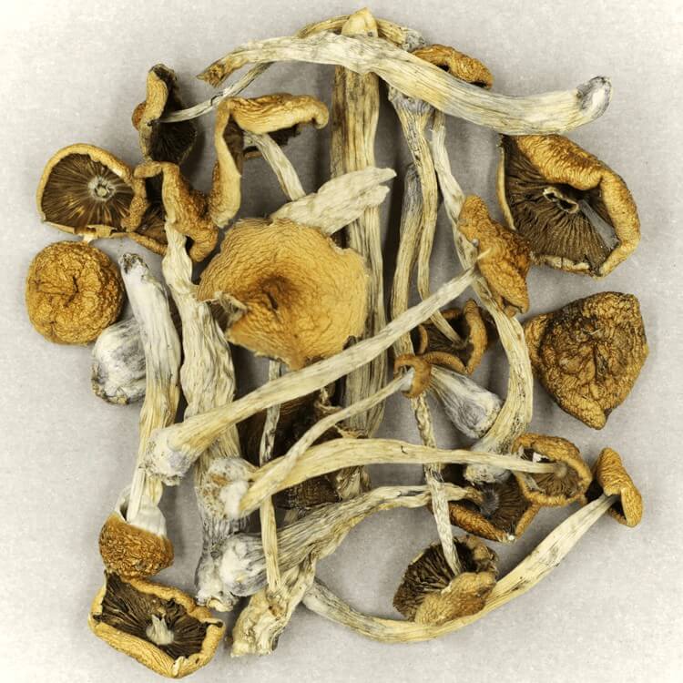  | Shroom Shop Canada