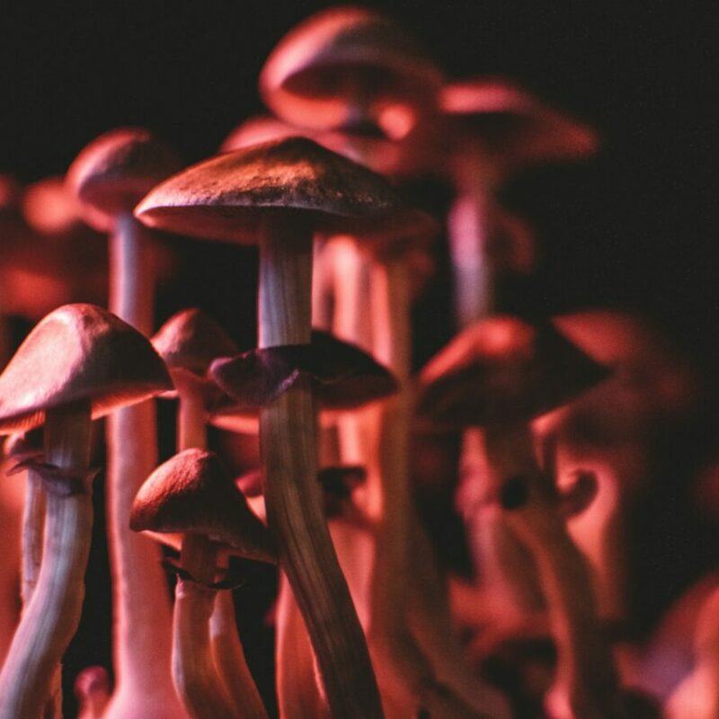 | Shroom Shop Canada